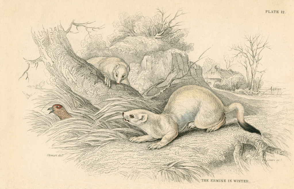 Detail of Stoat (Mustela erminea), member of the weasel family, 1828 by Unknown