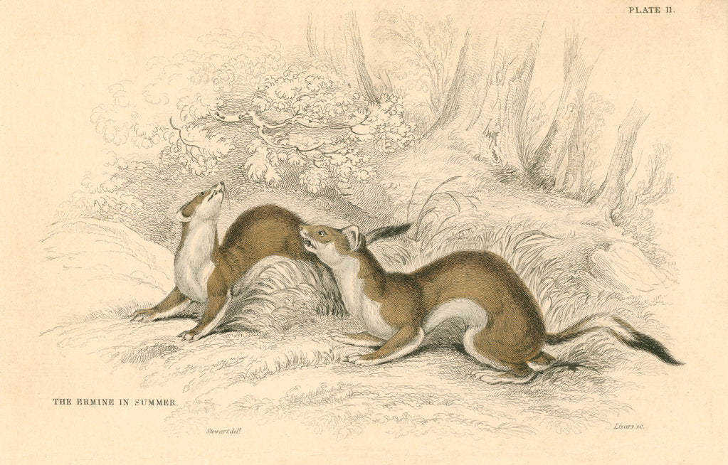 Detail of Stoat (Mustela erminea), member of the weasel family, 1828 by Unknown