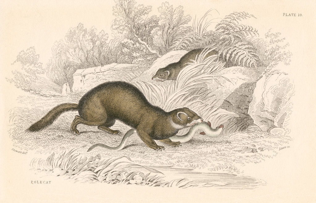 Detail of Polecat (Mustela putorius), member of the weasel family, 1828 by Unknown