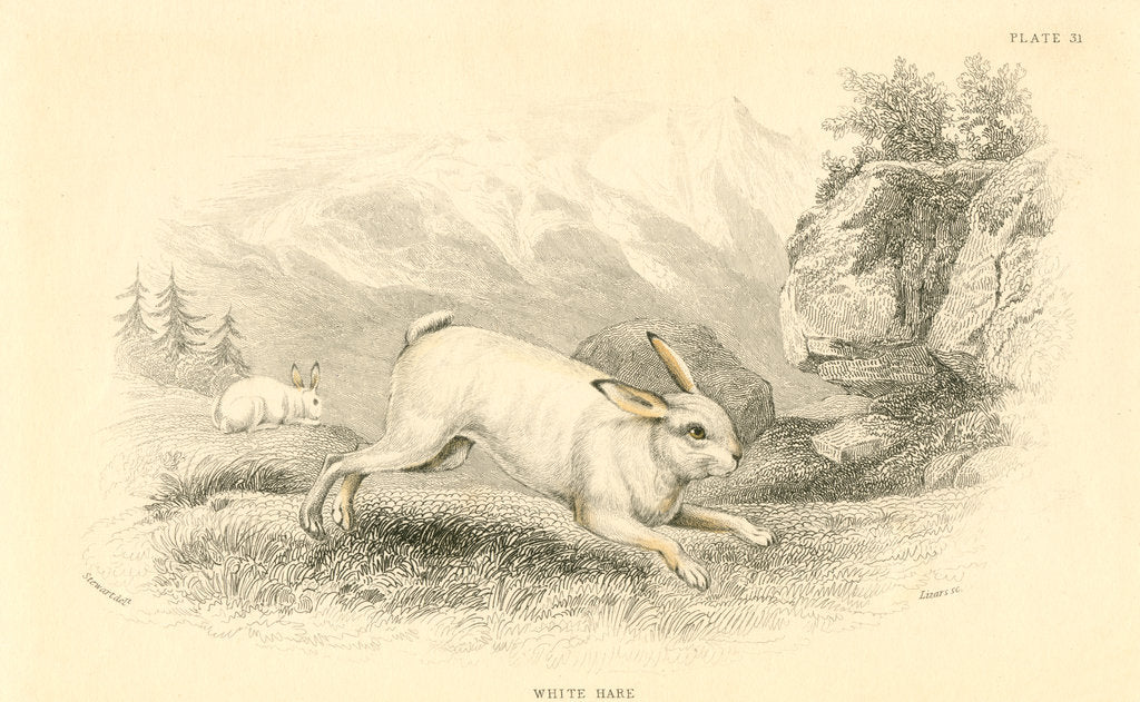 Detail of The Hare (Lepus europaeus), 1828 by Unknown