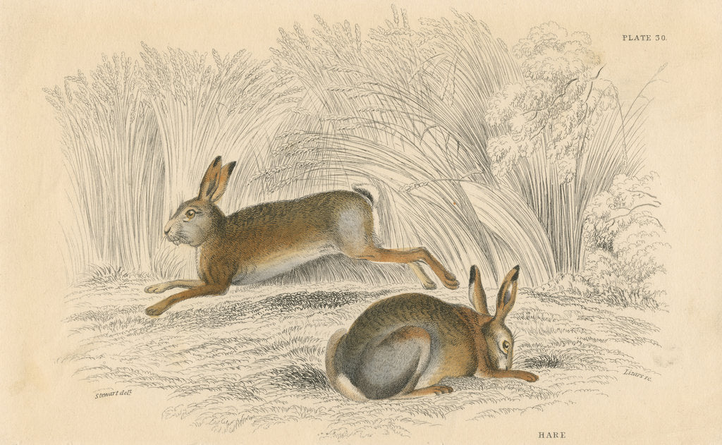 Detail of The Hare (Lepus europaeus), 1828 by Unknown