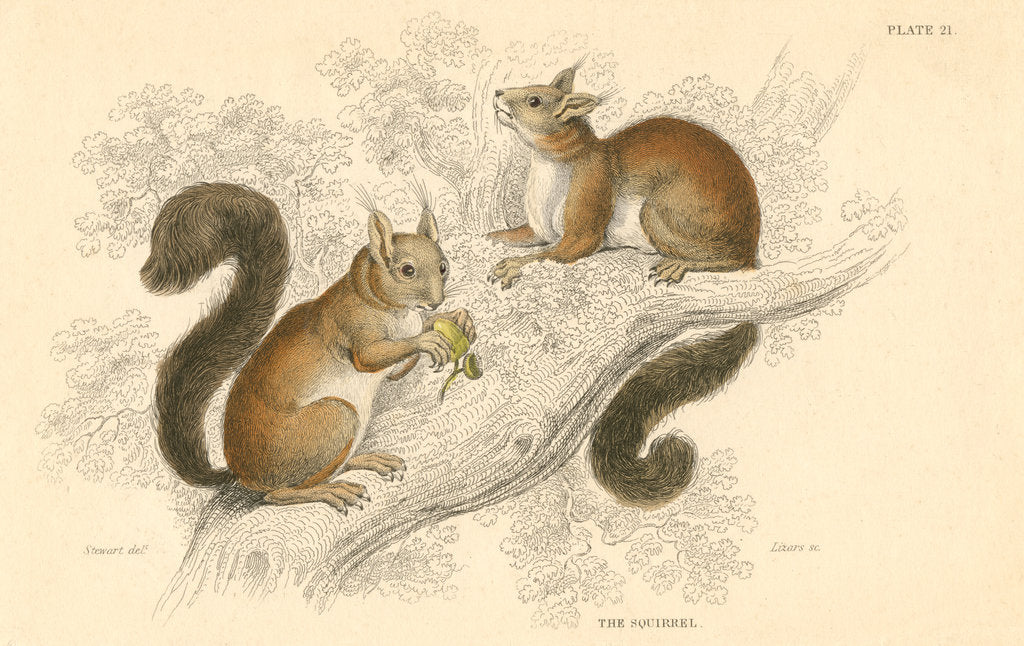 Detail of Red squirrel (Sciurus vulgaris), tree-living rodent native to Europe and Asia, 1828 by Unknown