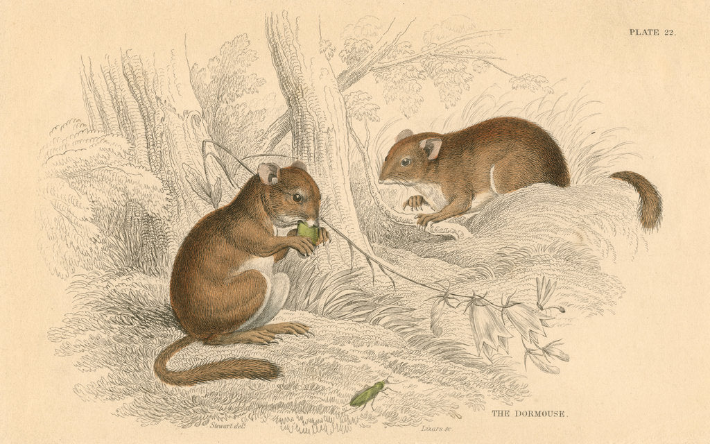 Detail of Common dormouse (Muscardinus arvellanarius), hibernating rodent, 1828 by Unknown