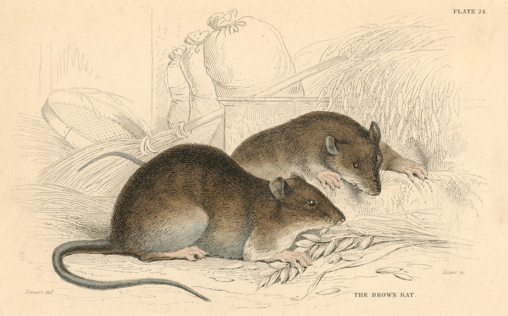 Detail of Brown rat (Rattus rattus), 1828 by Unknown