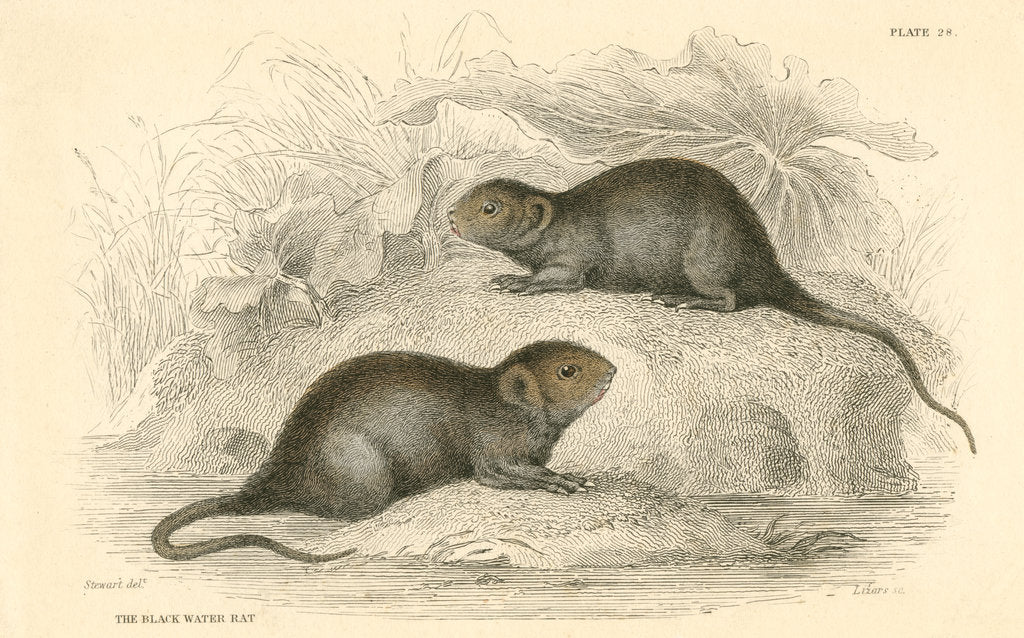 Detail of Water vole (Arvicola terrestris), also known as the black water rat, 1828 by Unknown