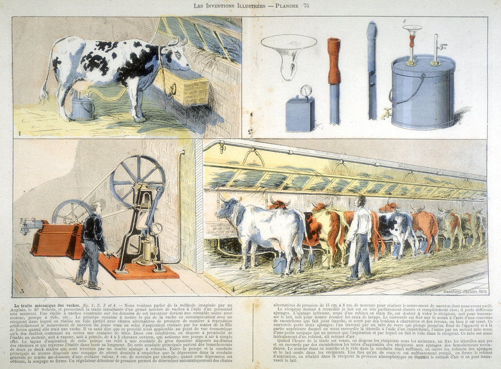 Detail of Milking parlour equipped with Thistle suction and pulsation milking machine, 1899 by Unknown