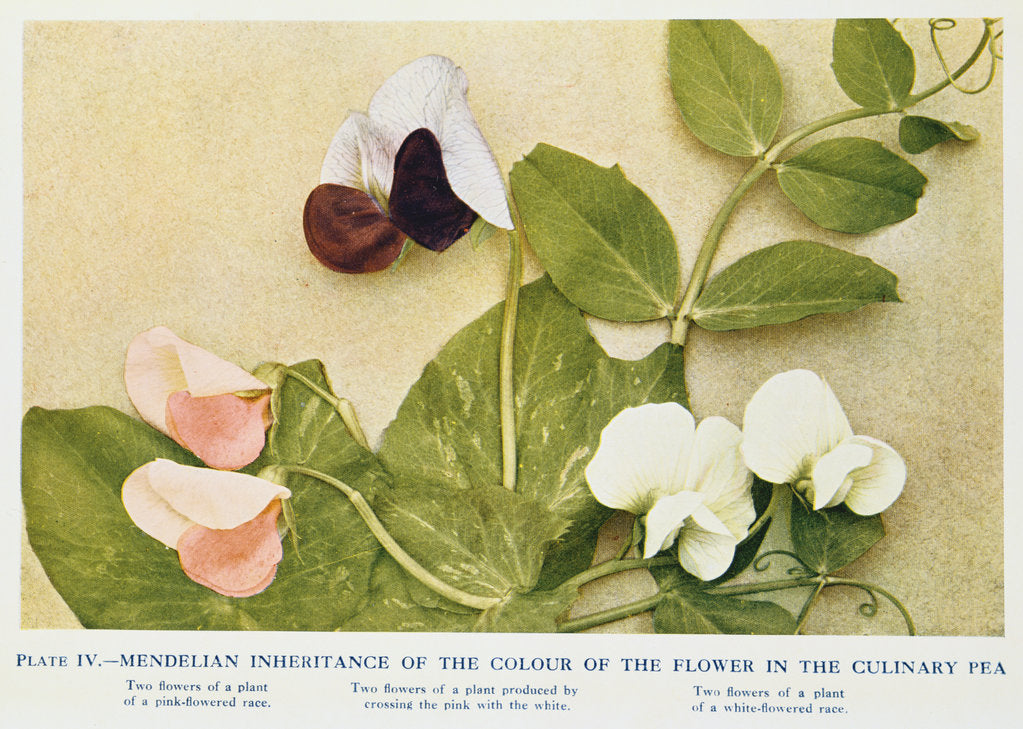 Detail of Mendelian inheritance of colour of flower in the culinary pea, 1912 by Unknown