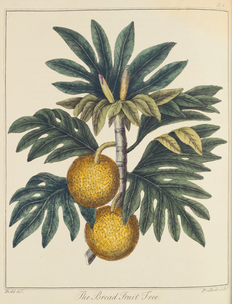 Detail of Breadfuit (Artocarpus incisus), c1798 by Unknown