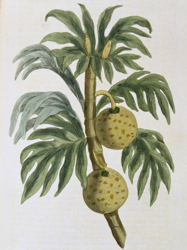 Detail of Breadfuit (Artocarpus incisus), 1823 by Unknown