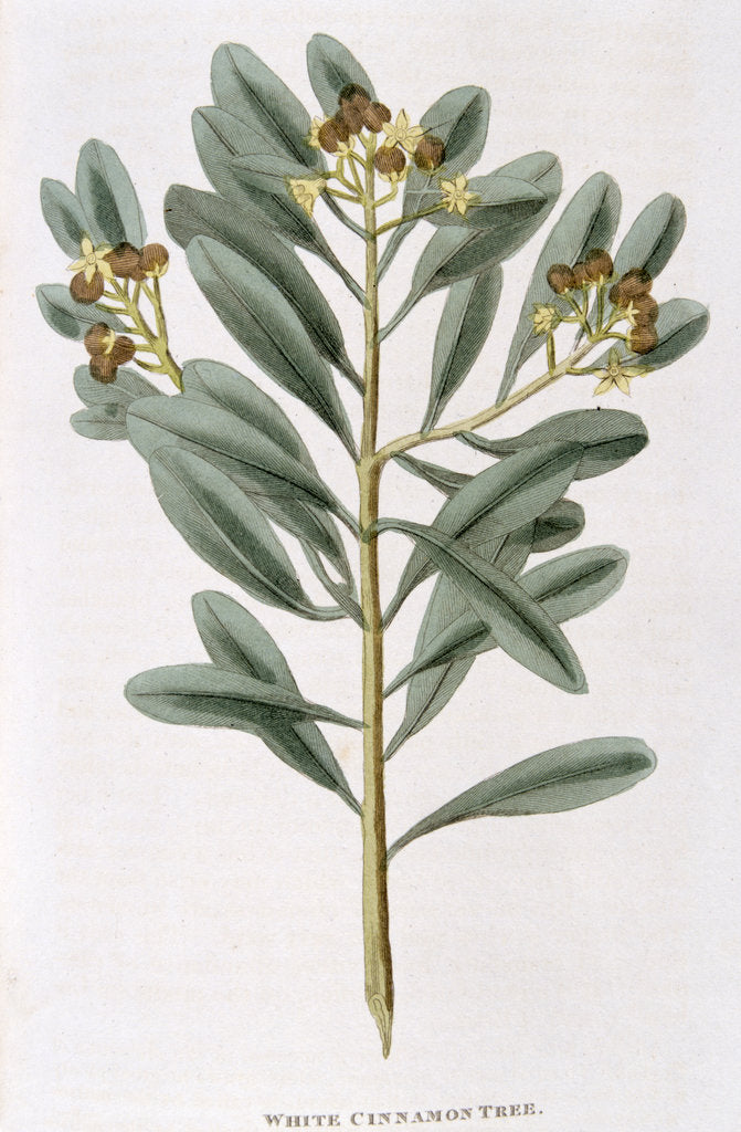 Detail of Sprig of white cinnamon (Canella alba), 1823 by Unknown