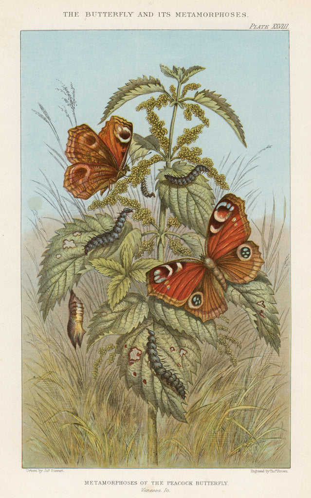 Detail of Metamorphoses of the Peacock butterfly, 1888 by Thomas Brown