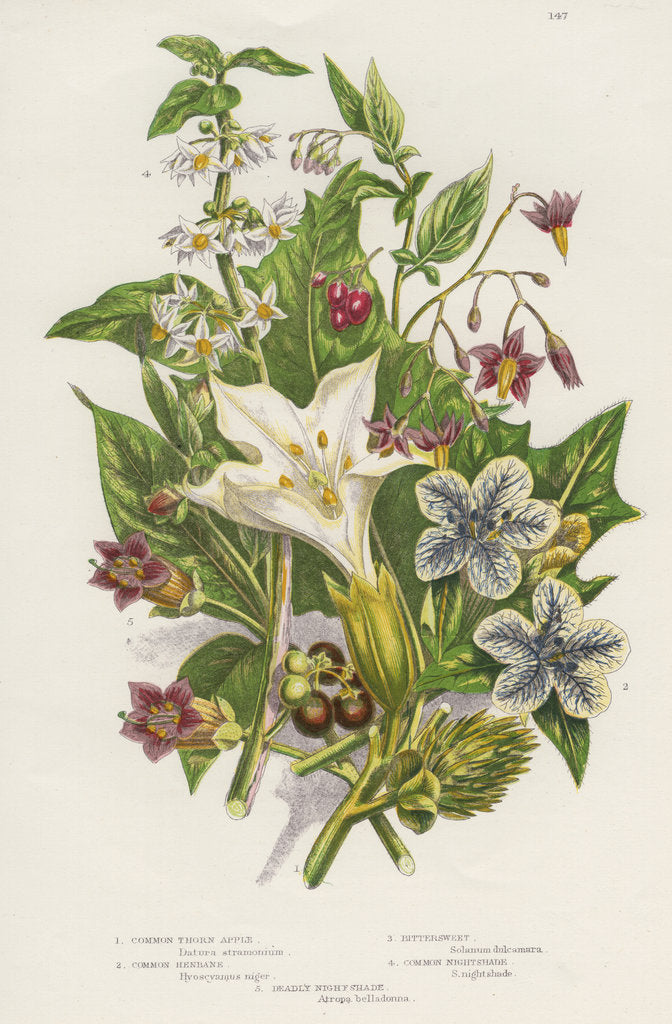 Detail of Poisonous plants, c1885 by Unknown