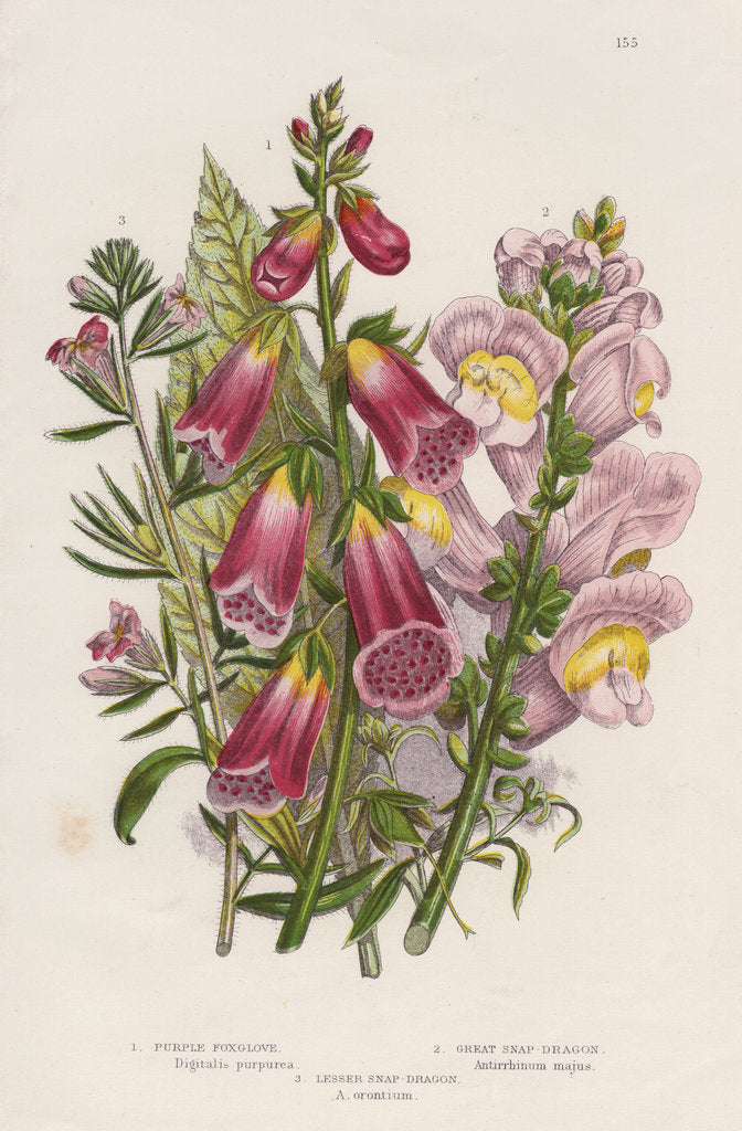 Detail of Foxglove (Digitalis purpurea) (centre), c1885 by Unknown