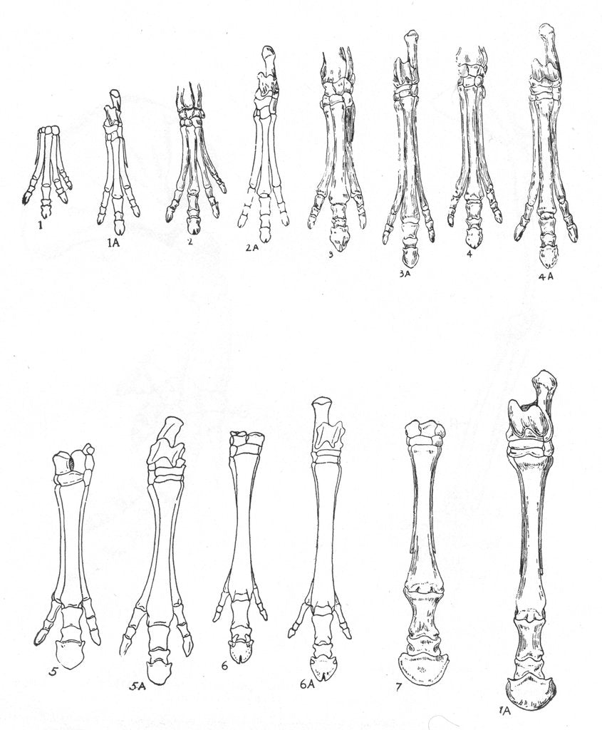 Detail of Evolution of the horse, c1920 by Unknown