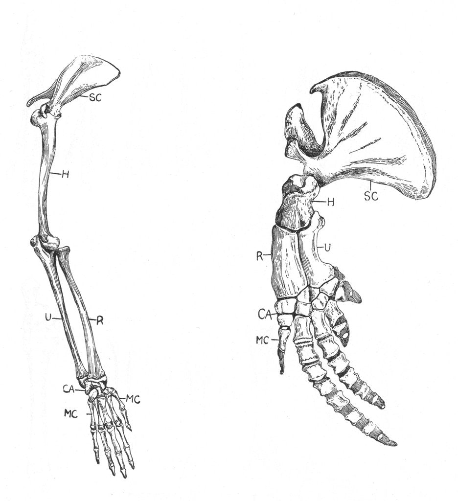 Detail of Homology (of commmon descent), c1920 by Unknown