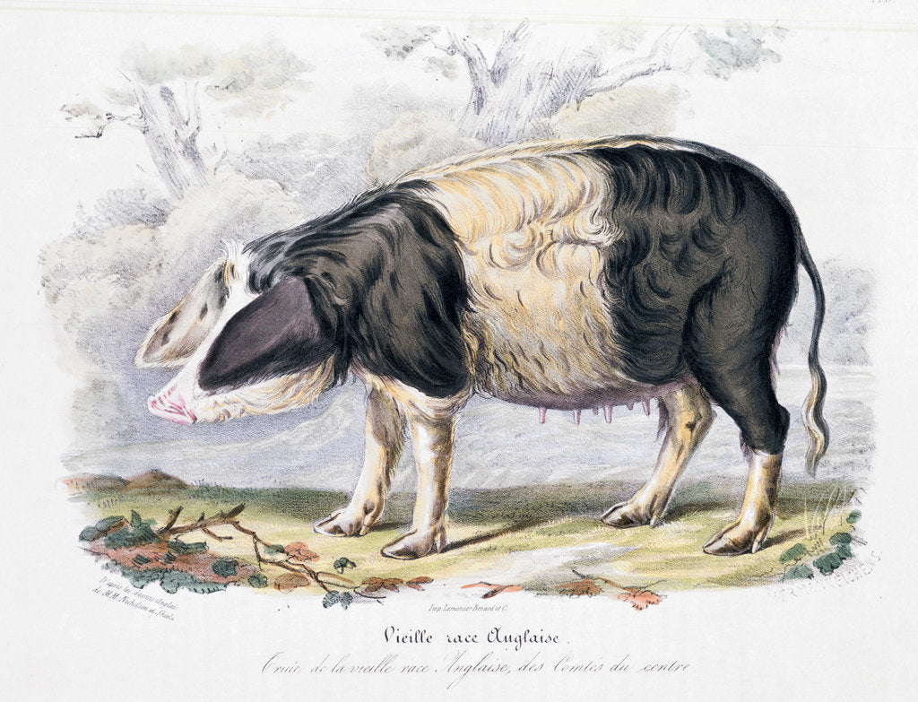 Detail of Old English breed of pig, 1842 by Unknown