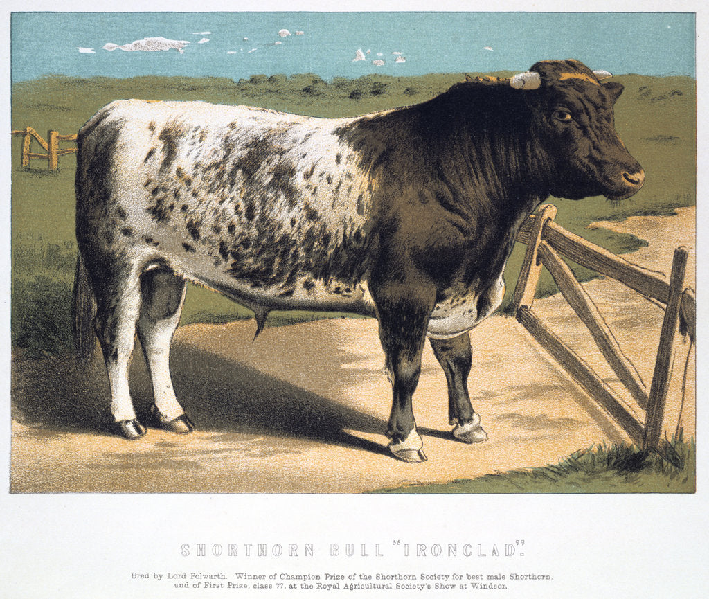 Detail of Shorthorn Bull 'Ironclad', 1875 by Anonymous