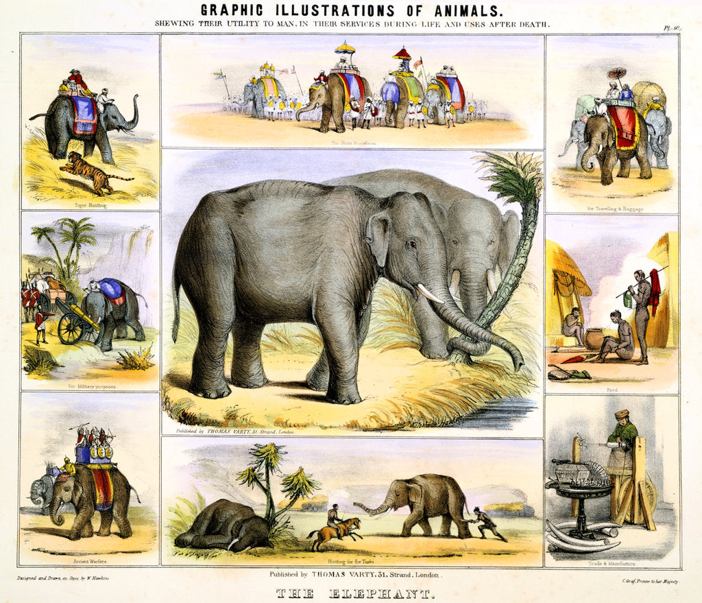 Detail of The Elephant, c1850 by Benjamin Waterhouse Hawkins