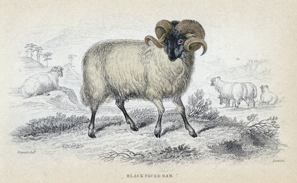 Detail of Black Faced Ram, mid 19th century by William Home Lizars