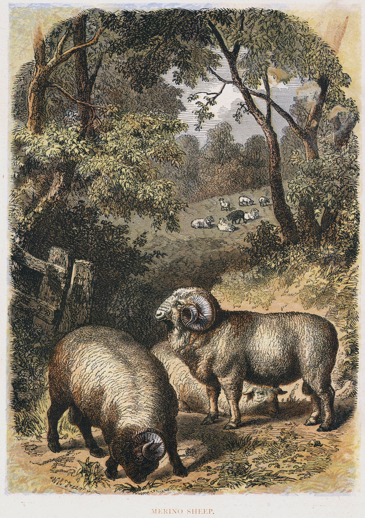 Detail of Merino sheep, c1860 by Unknown