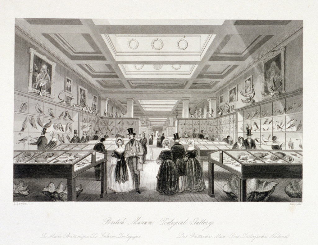 Detail of The Zoological Gallery, British Museum, Holborn, London by William Radclyffe