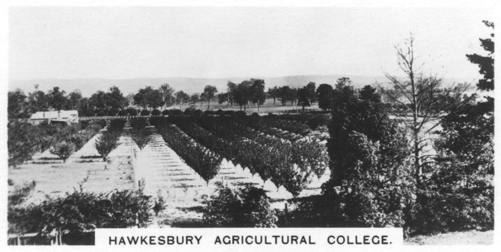 Detail of Hawkesbury Agricultural College, New South Wales, Australia by Anonymous