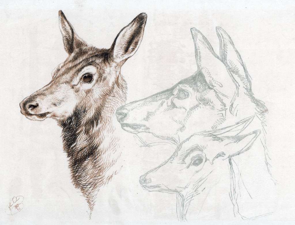 Detail of Facsimile of a drawing by Sir E Landseer by Edwin Henry Landseer