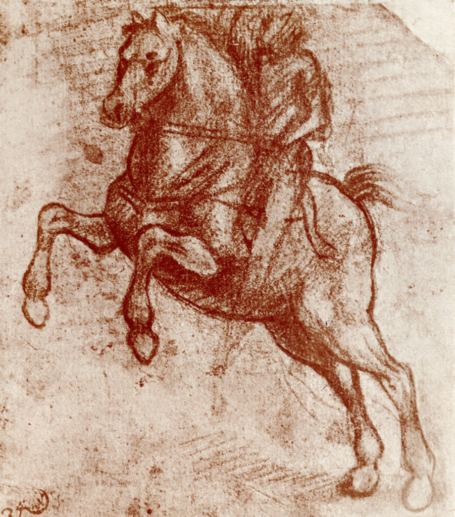 Detail of Study of a Knight by Leonardo Da Vinci