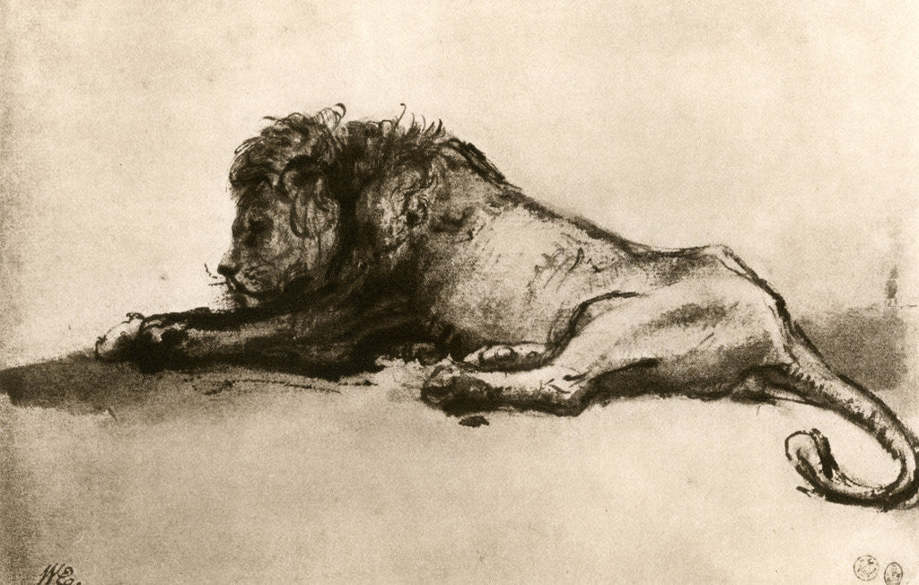 Detail of Study of a Lion by Rembrandt Harmensz van Rijn