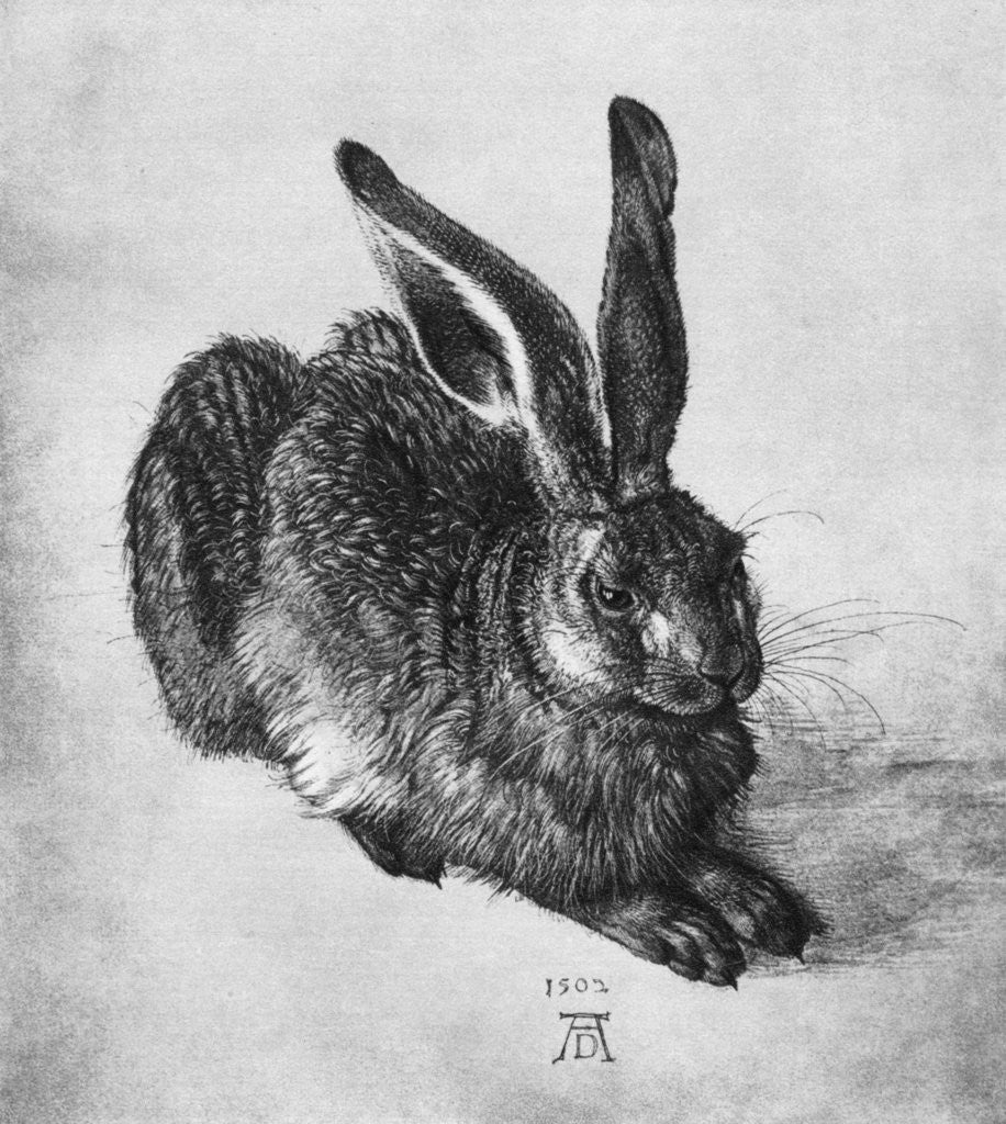 Detail of Hare by Albrecht Dürer