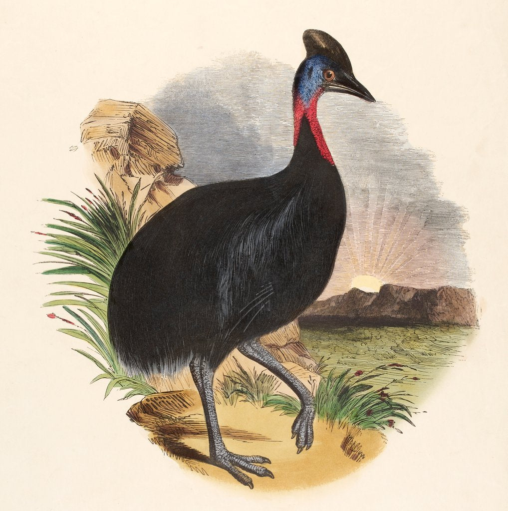 Detail of The Cassowary by Josiah Wood Whymper