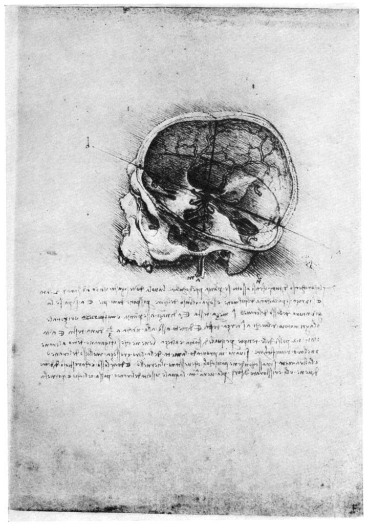 Detail of Study of a human skull by Leonardo Da Vinci