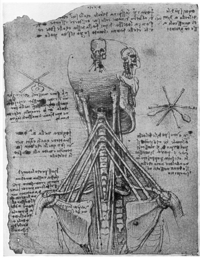 Detail of Rear view of a skeleton showing the sinews of the neck by Leonardo Da Vinci