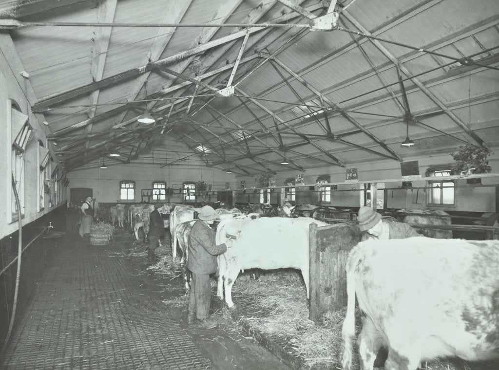 Detail of Grooming cattle in a cowshed, Claybury Hospital, Woodford Bridge, London, 1937 by Unknown