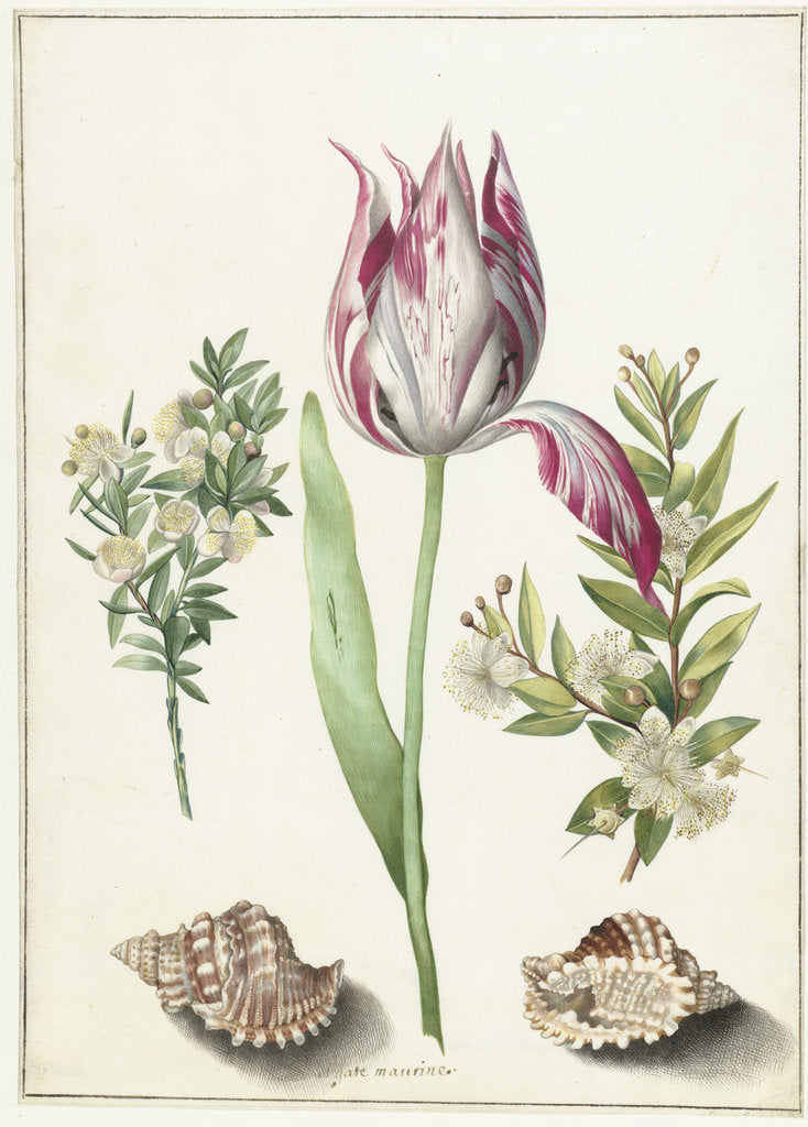 Detail of Tulip, two branches of myrtle and two shells, um 1700 by Anonymous