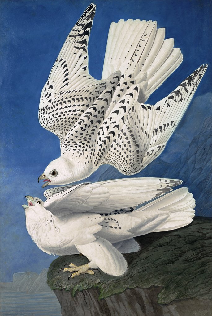 Detail of Jer or Iceland Falcon, Falco Islandicus, 1845 by John J. Audubon