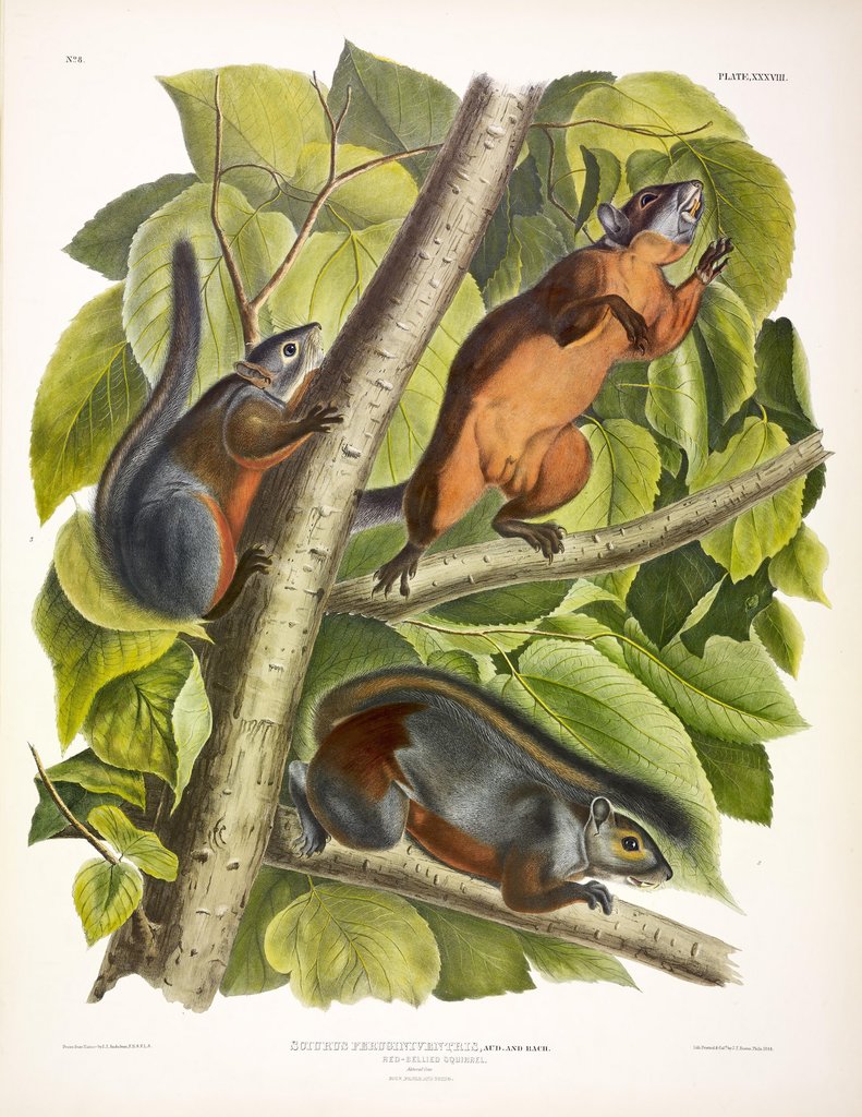 Detail of Red-Bellied Squirrel, Sciurus Feruginiventris, 1845 by John J. Audubon