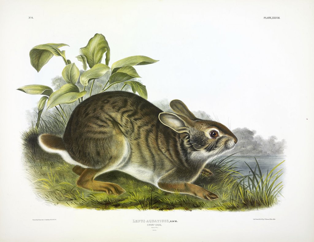 Detail of Swamp Hare, Lepus Aquaticus, 1845 by John J. Audubon