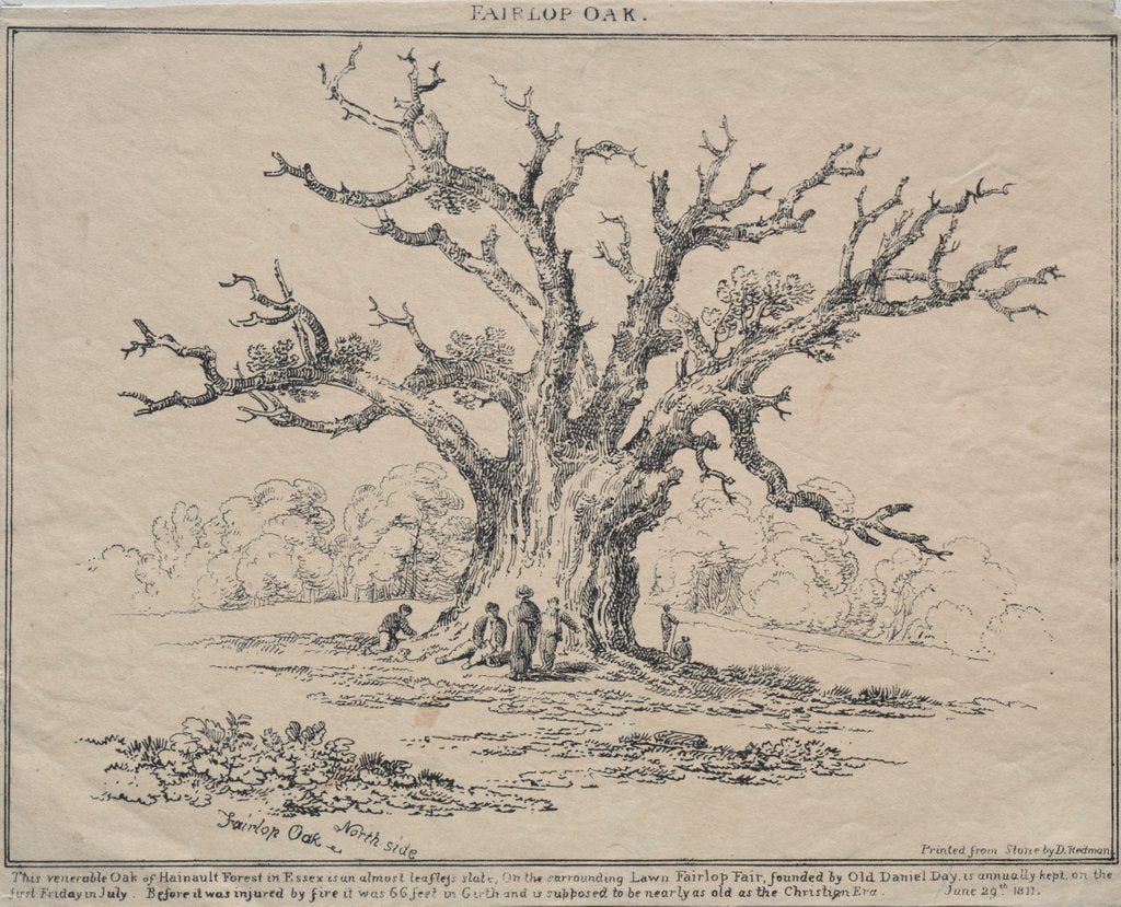 Detail of Fairlop Oak, 1811 by D. H. Redman