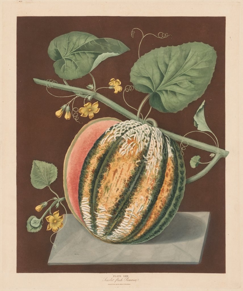 Detail of Pomona Britannica: No. 64 - Scarlet Flesh Romana Melon, 1812 by George Brookshaw