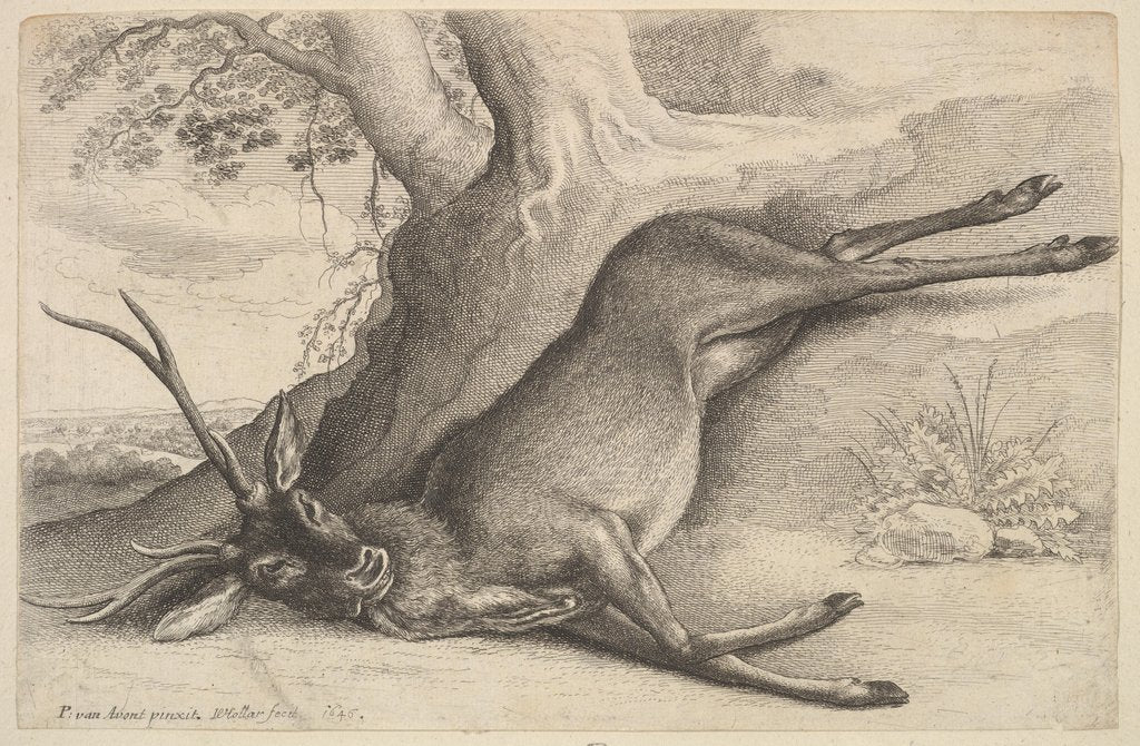 Detail of Dead stag, 1646 by Wenceslaus Hollar