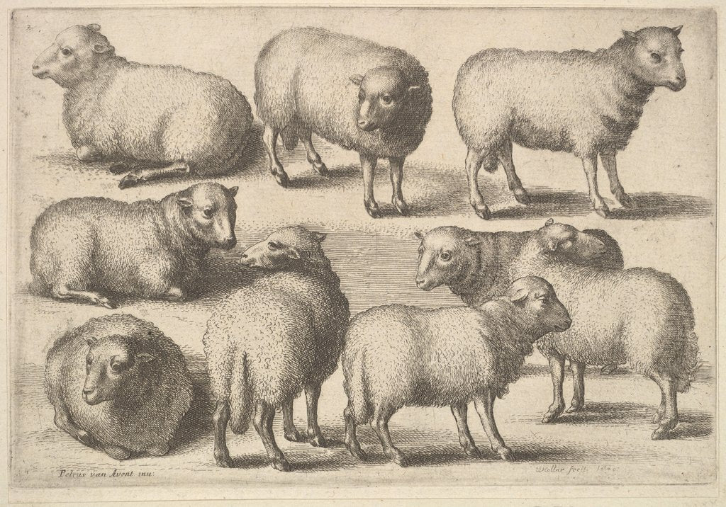 Detail of Nine sheep, 1646 by Wenceslaus Hollar