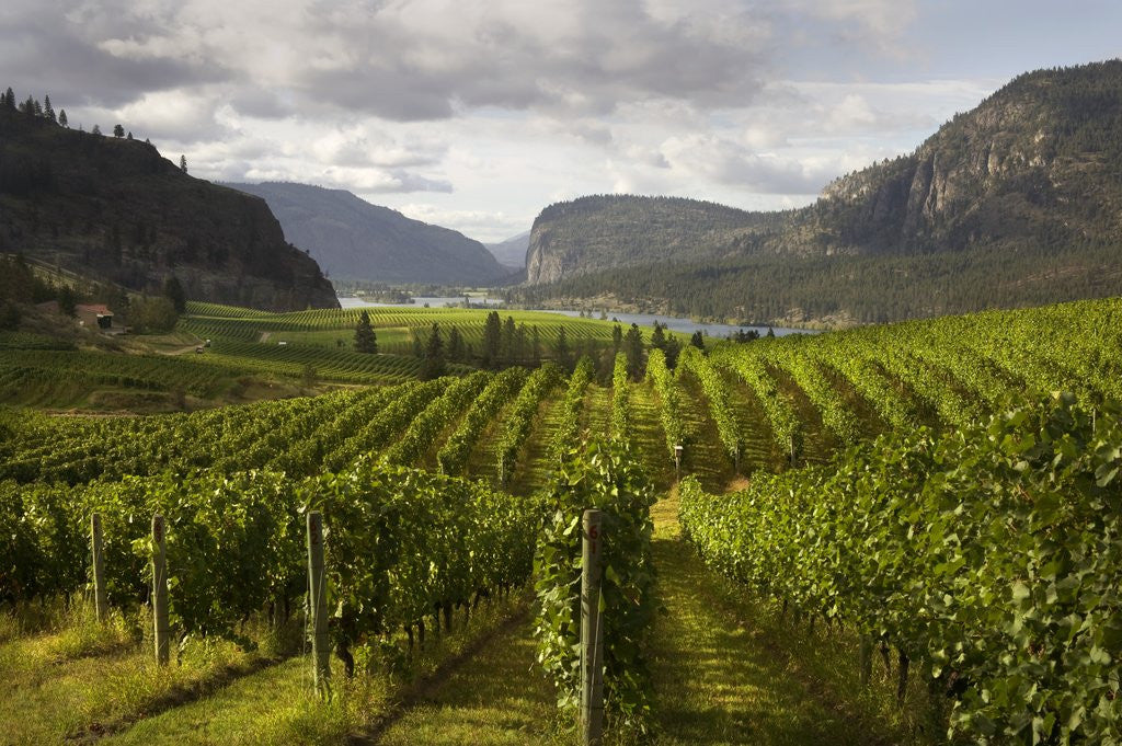 Detail of Landscape of Winery by Corbis