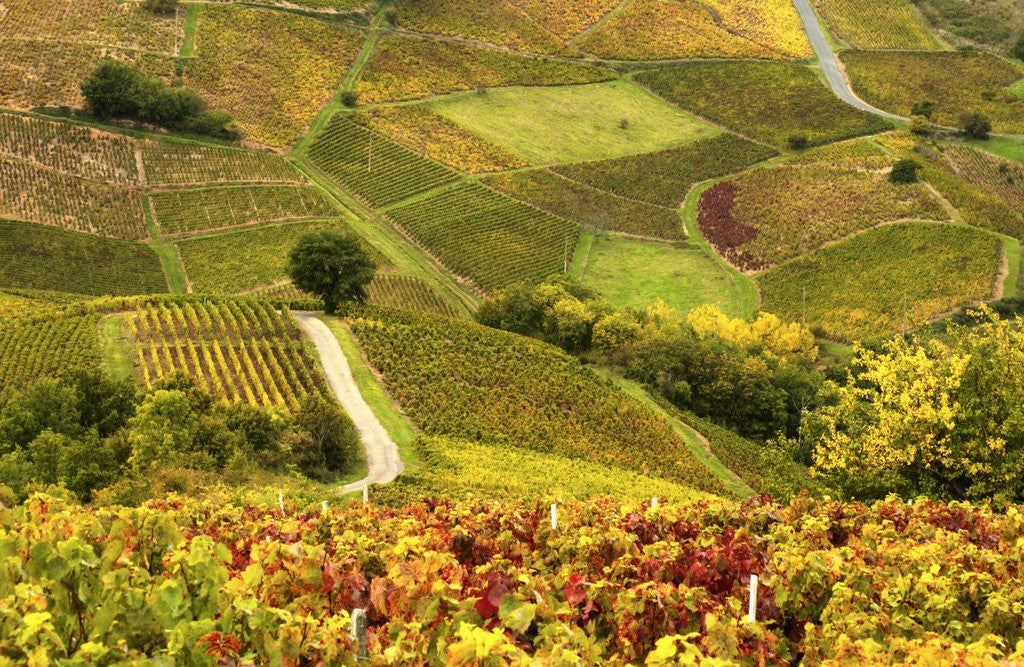 Detail of Vineyards in Beaujolais Region by Corbis