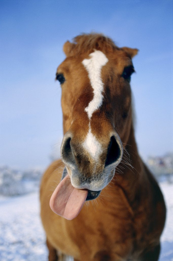 Detail of Horse sticking out tongue by Corbis