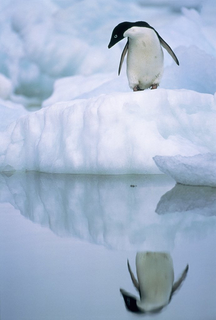 Detail of Adelie penguin on ice floe by Corbis