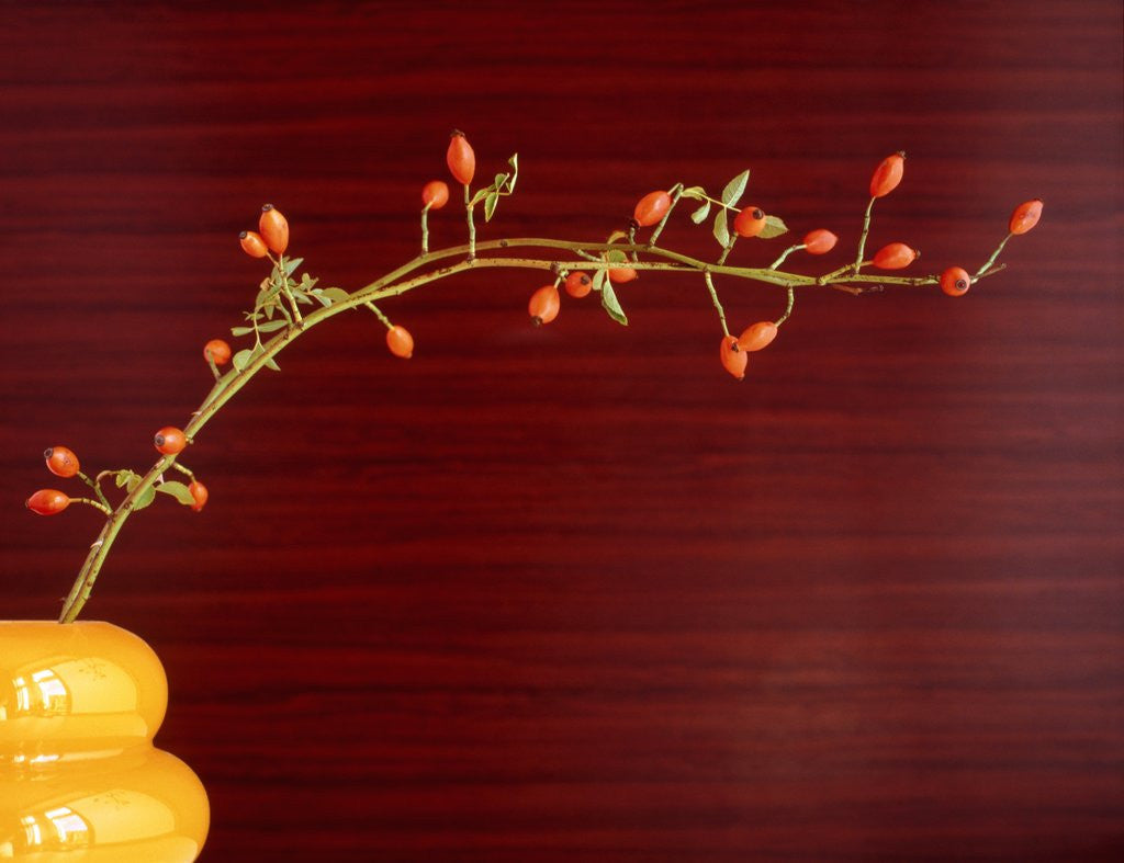 Detail of Twig with rose hips in vase by Corbis