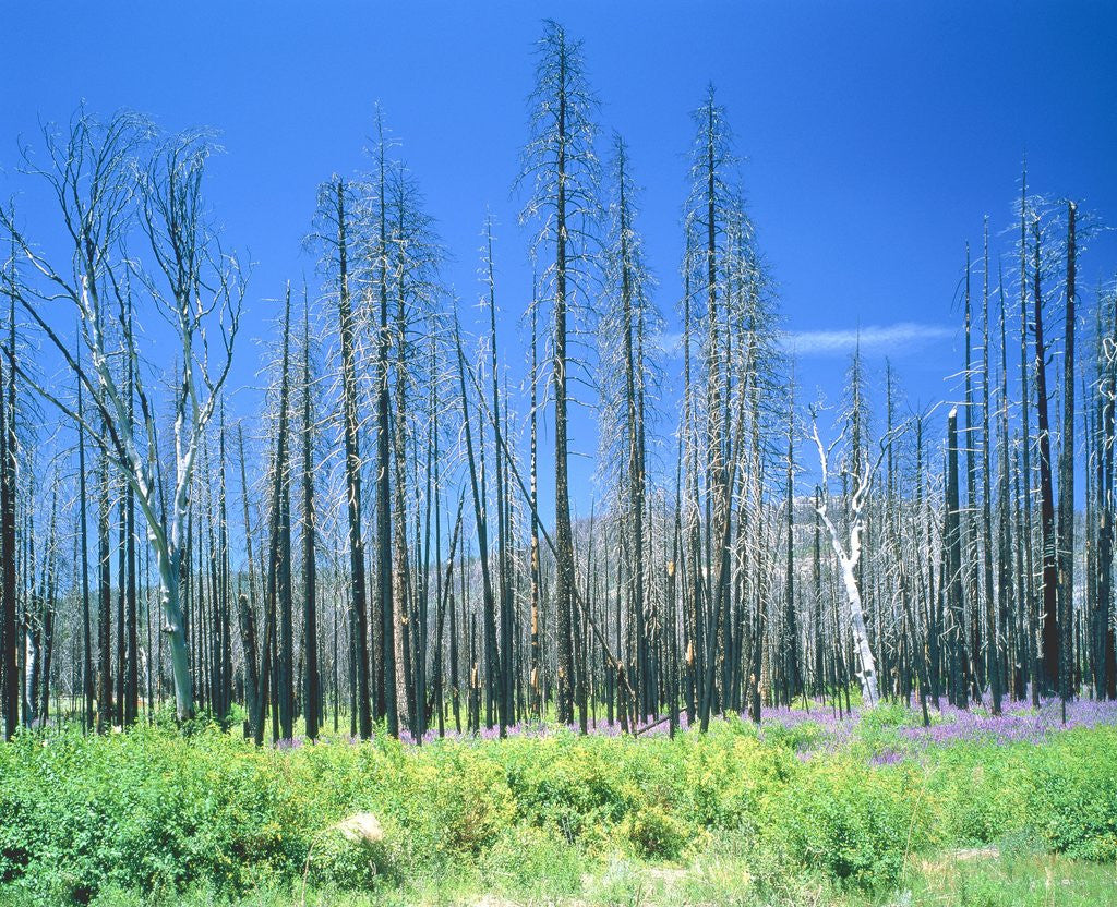 Detail of Dying forest in the Yosemite National Park, California, USA by Corbis