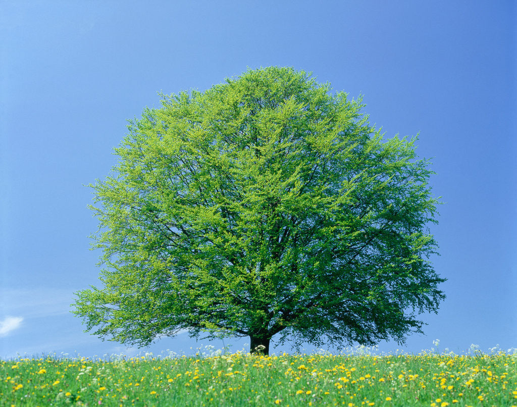 Detail of Beech tree in springtime by Corbis