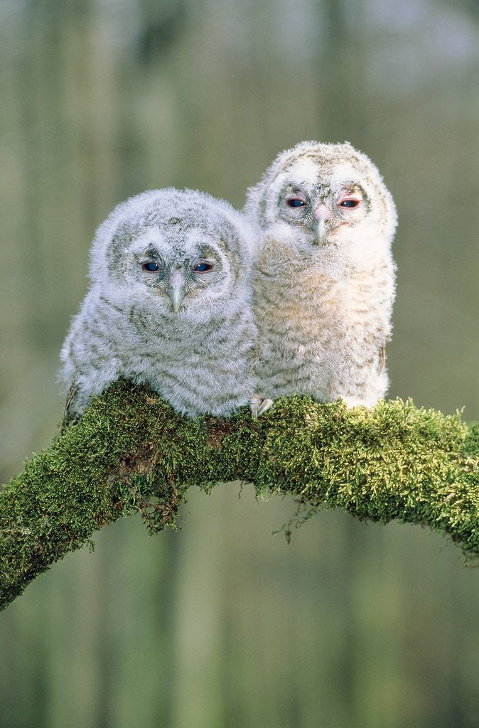 Detail of Two young tawny owls perched side by side by Corbis